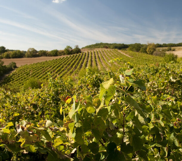 les vins de gaillac