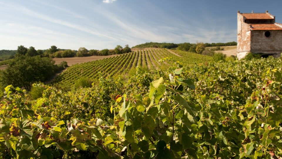 les vins de gaillac
